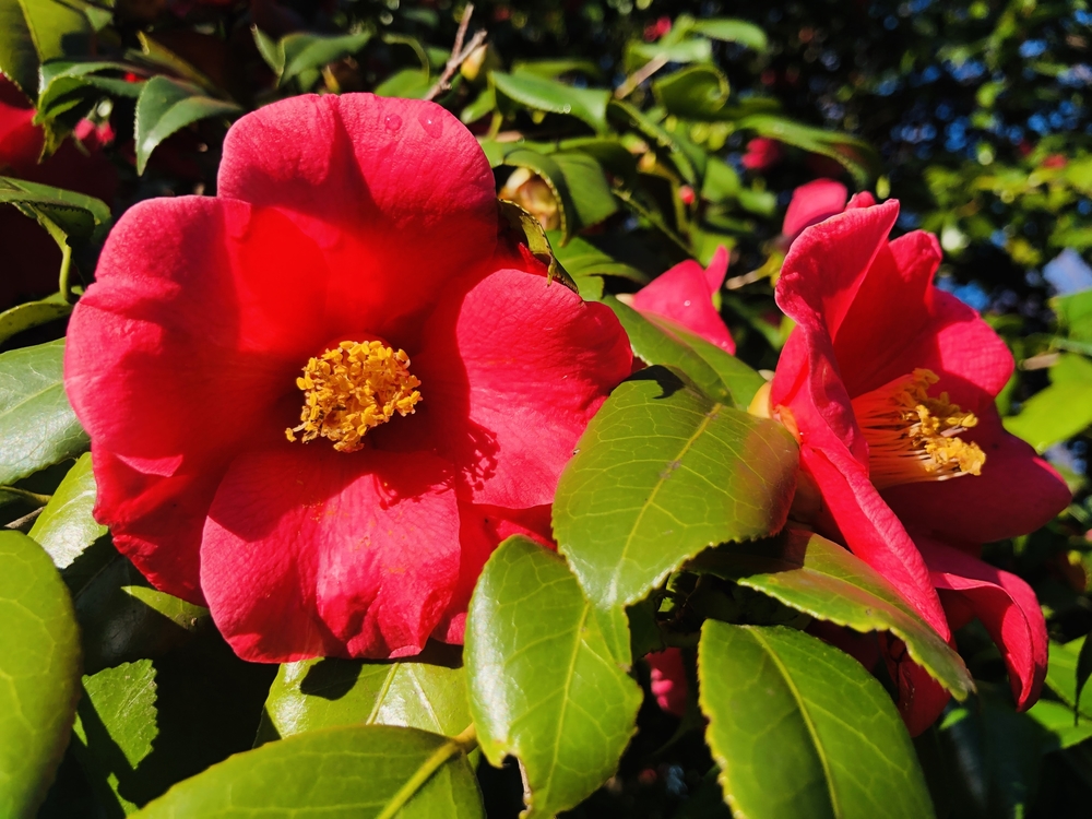 春を探しに代々木公園の写真3