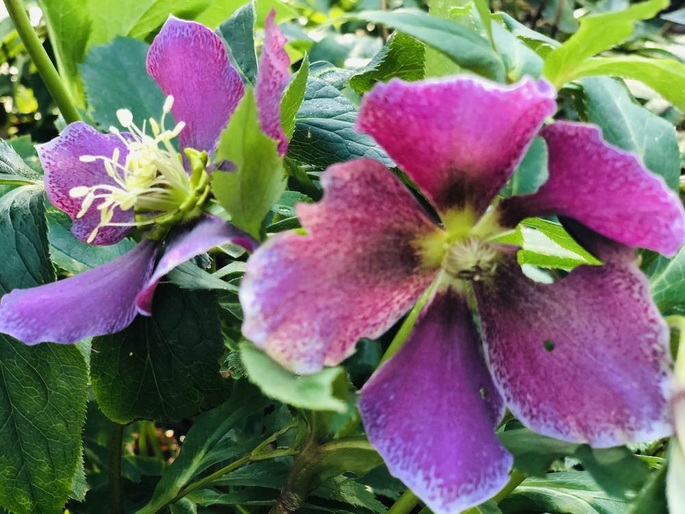 春を探しに代々木公園の写真4