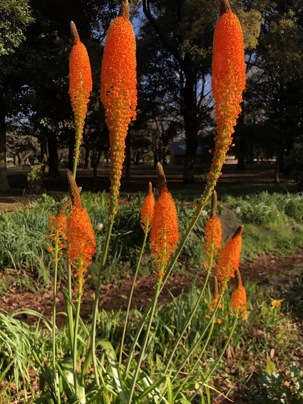 春を探しに代々木公園の写真5