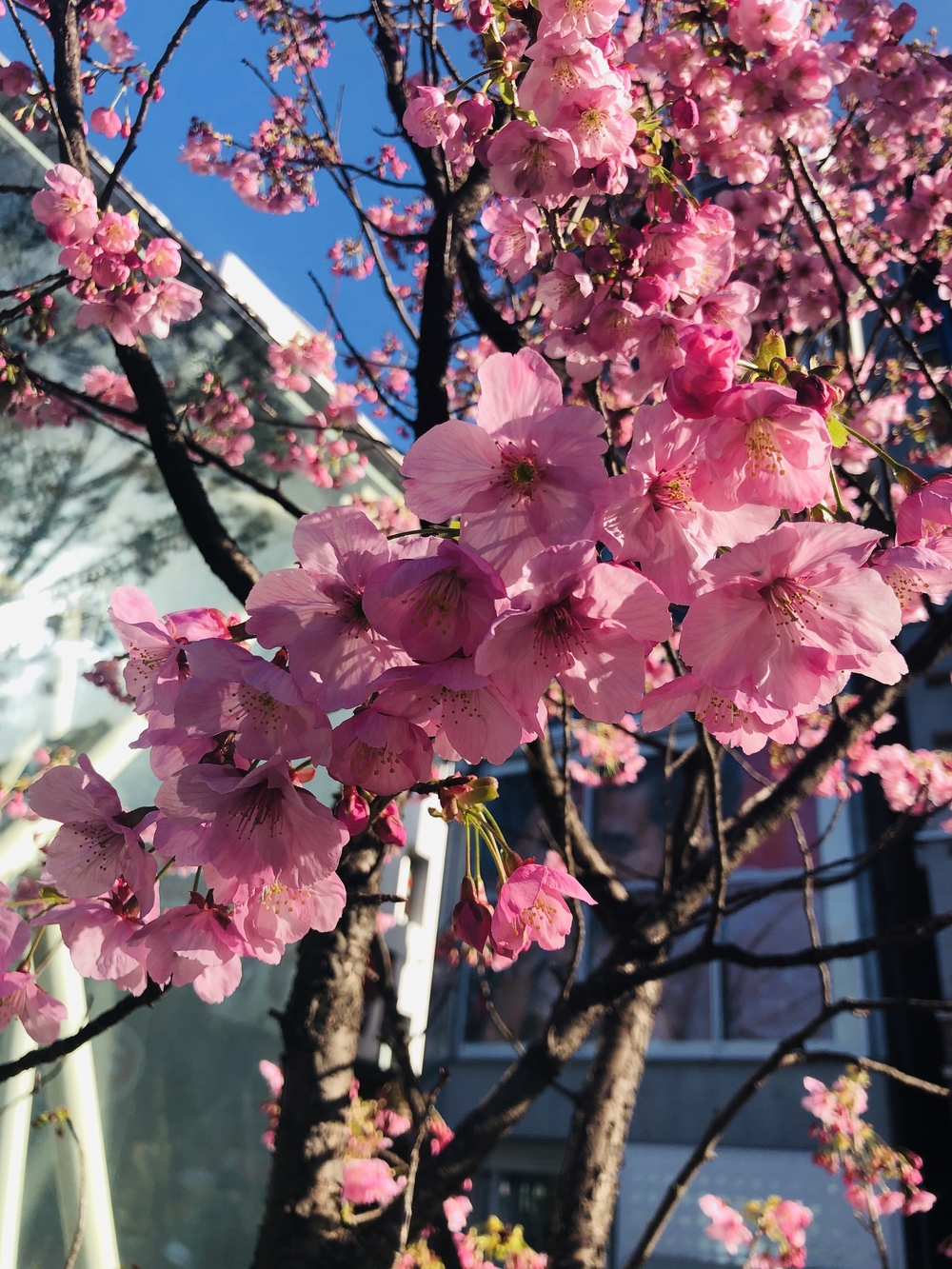 春を探しに代々木公園の写真6