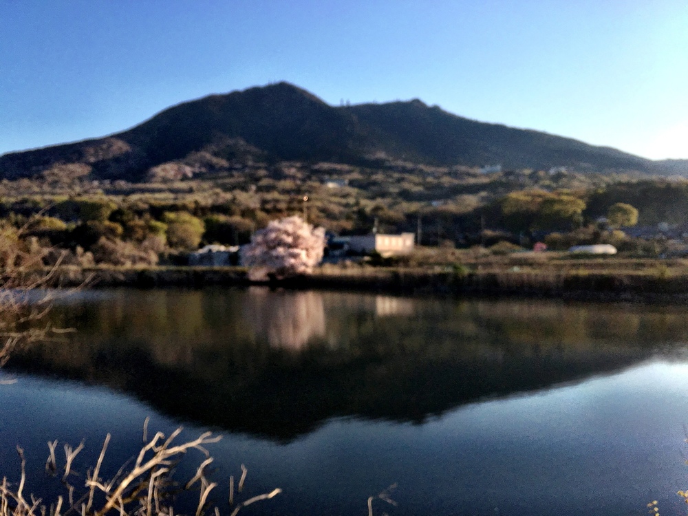 逆さ筑波山＆つくばりんりんロード桜並木ランの写真3