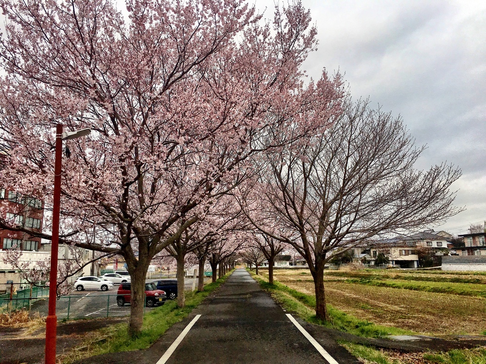 逆さ筑波山＆つくばりんりんロード桜並木ランの写真6