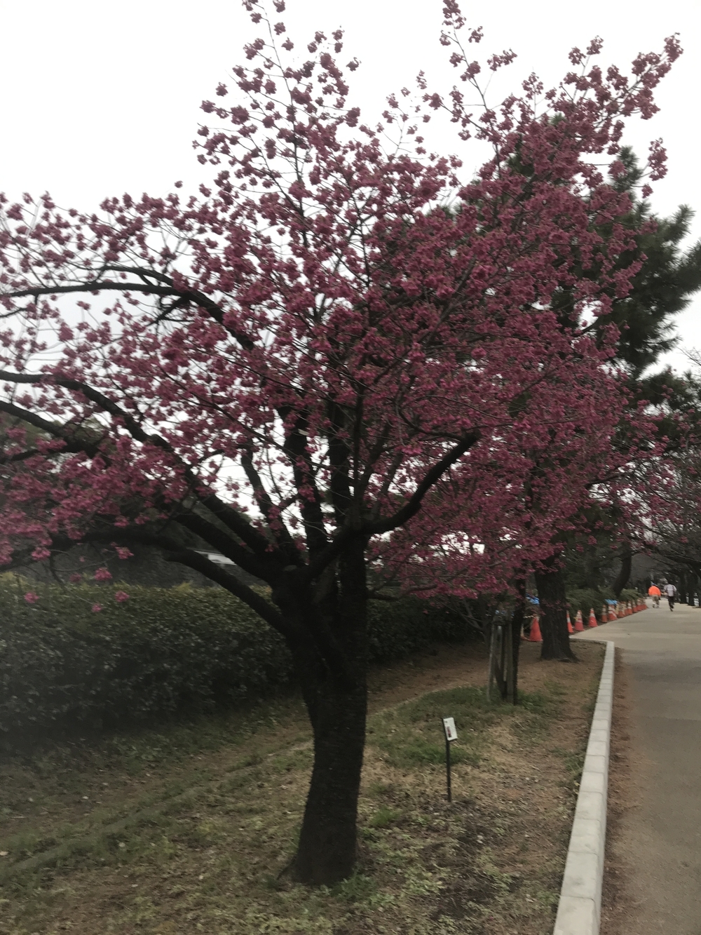 皇居の景色と沢山のランナーの写真5