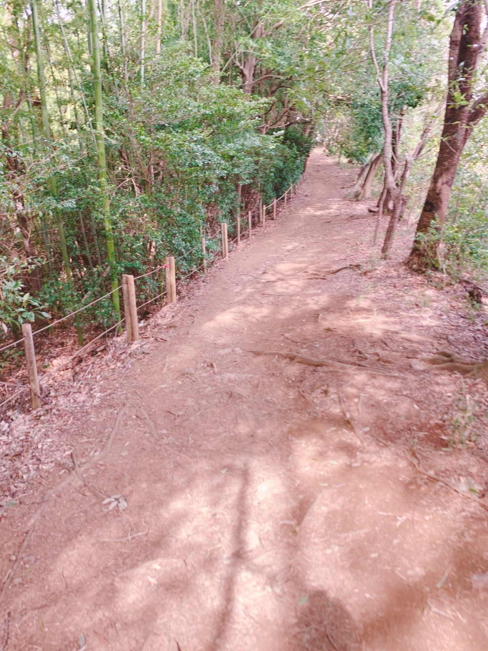 景色のいい山道コースの写真4