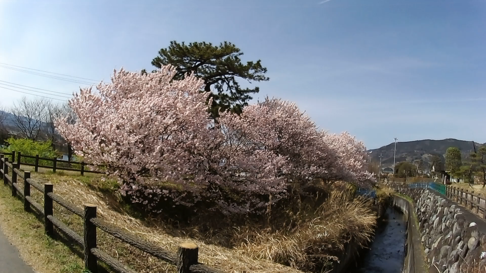 神奈川県、小田原市酒匂川流域を巡るランニングコース１４キロの写真6