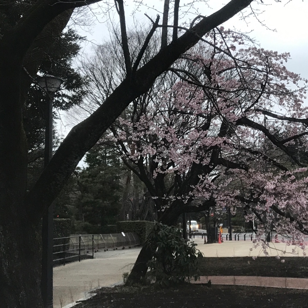 新国立競技場と五輪遠ゴールに皇居内堀通りランの写真6