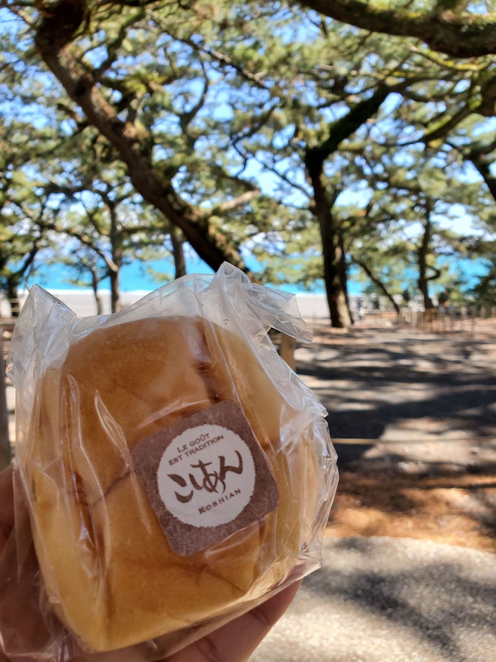 清水駅～三保の松原RUN🏃‍♂️🏃‍♀️💨の写真3