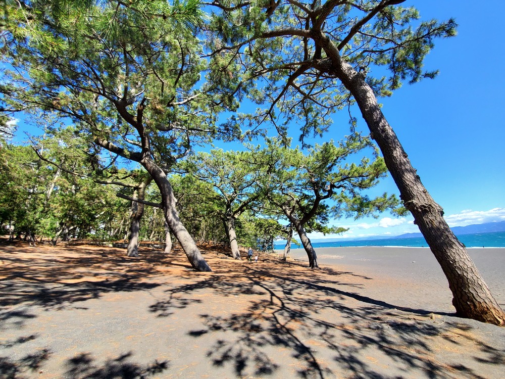 清水駅～三保の松原RUN🏃‍♂️🏃‍♀️💨の写真4