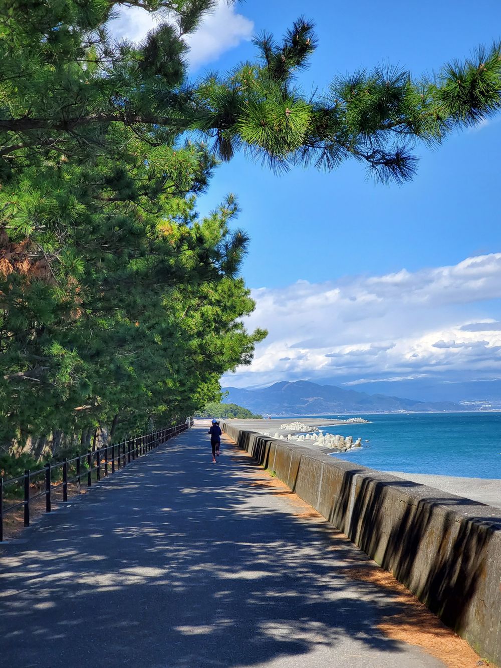 清水駅～三保の松原RUN🏃‍♂️🏃‍♀️💨の写真5