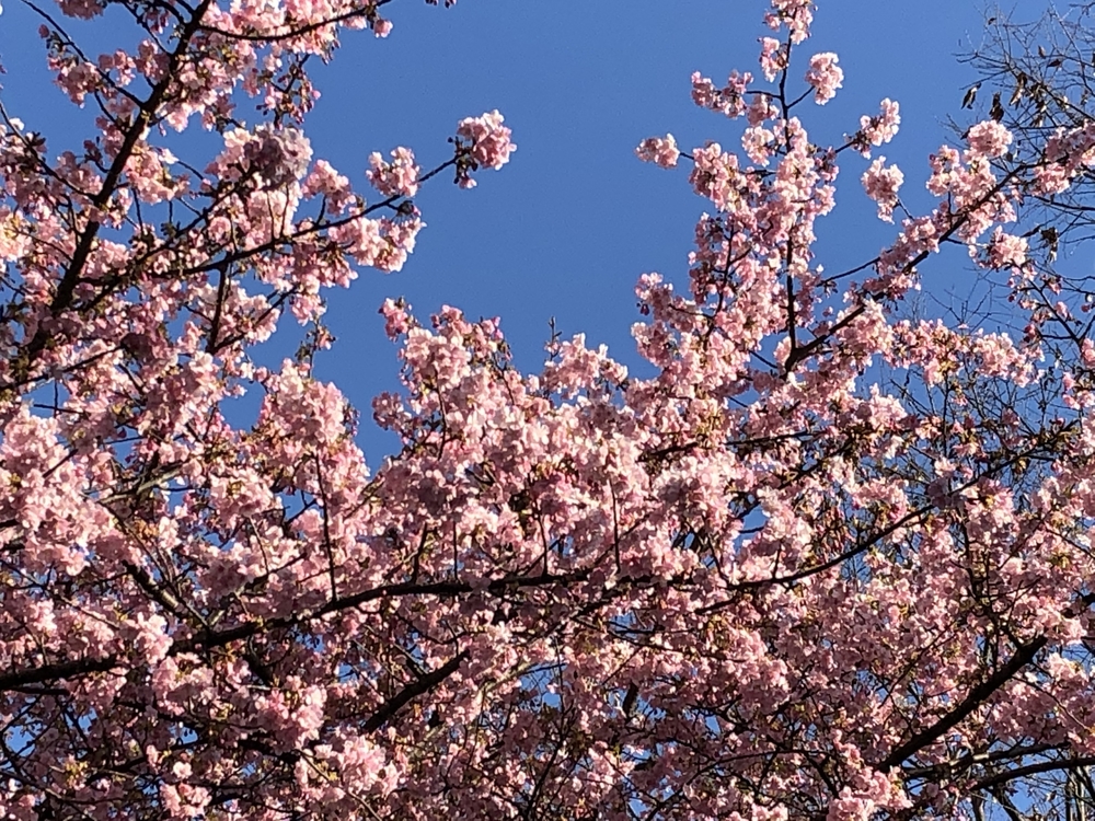 ★お絵描きラン（2）目黒川の🌸桜🌸【目黒近辺】の写真5