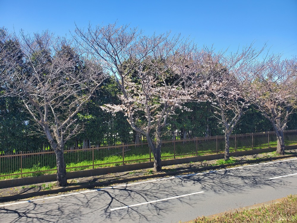 相模川RUN🏃‍♂️🏃‍♀️💨#2の写真4