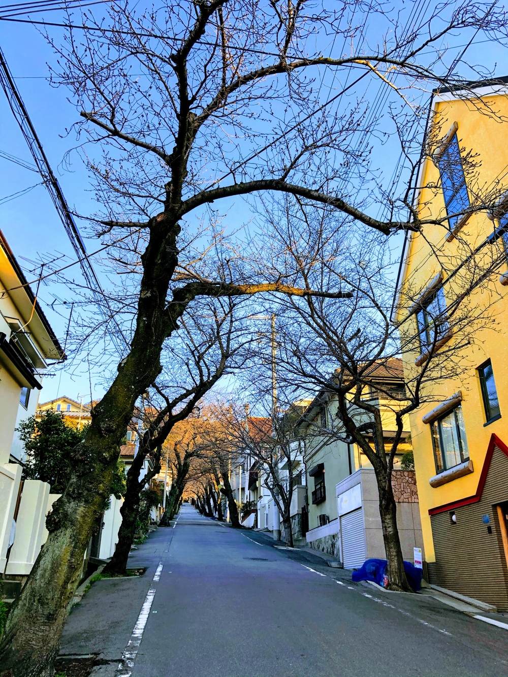 神戸灘区の桜満喫コース♪の写真5