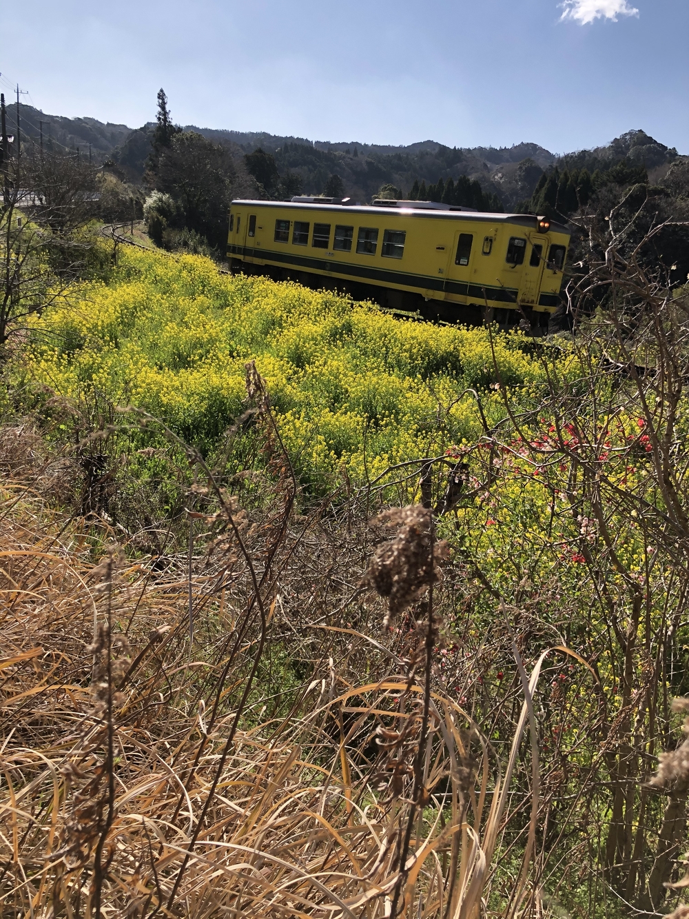 春爛漫♪いすみ鉄道菜の花Runの写真3