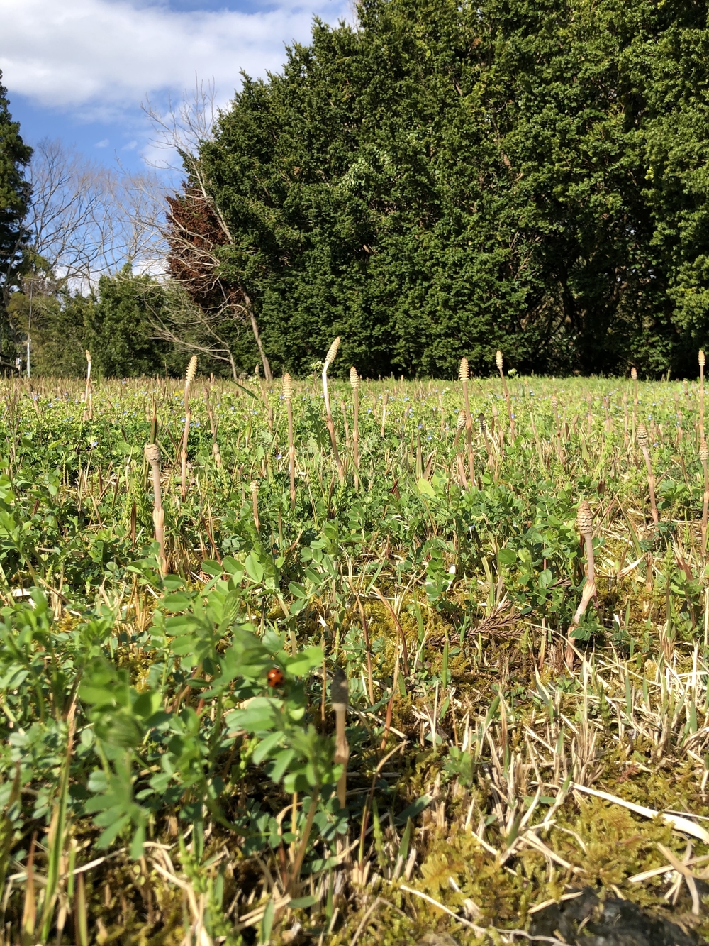 春爛漫♪いすみ鉄道菜の花Runの写真4