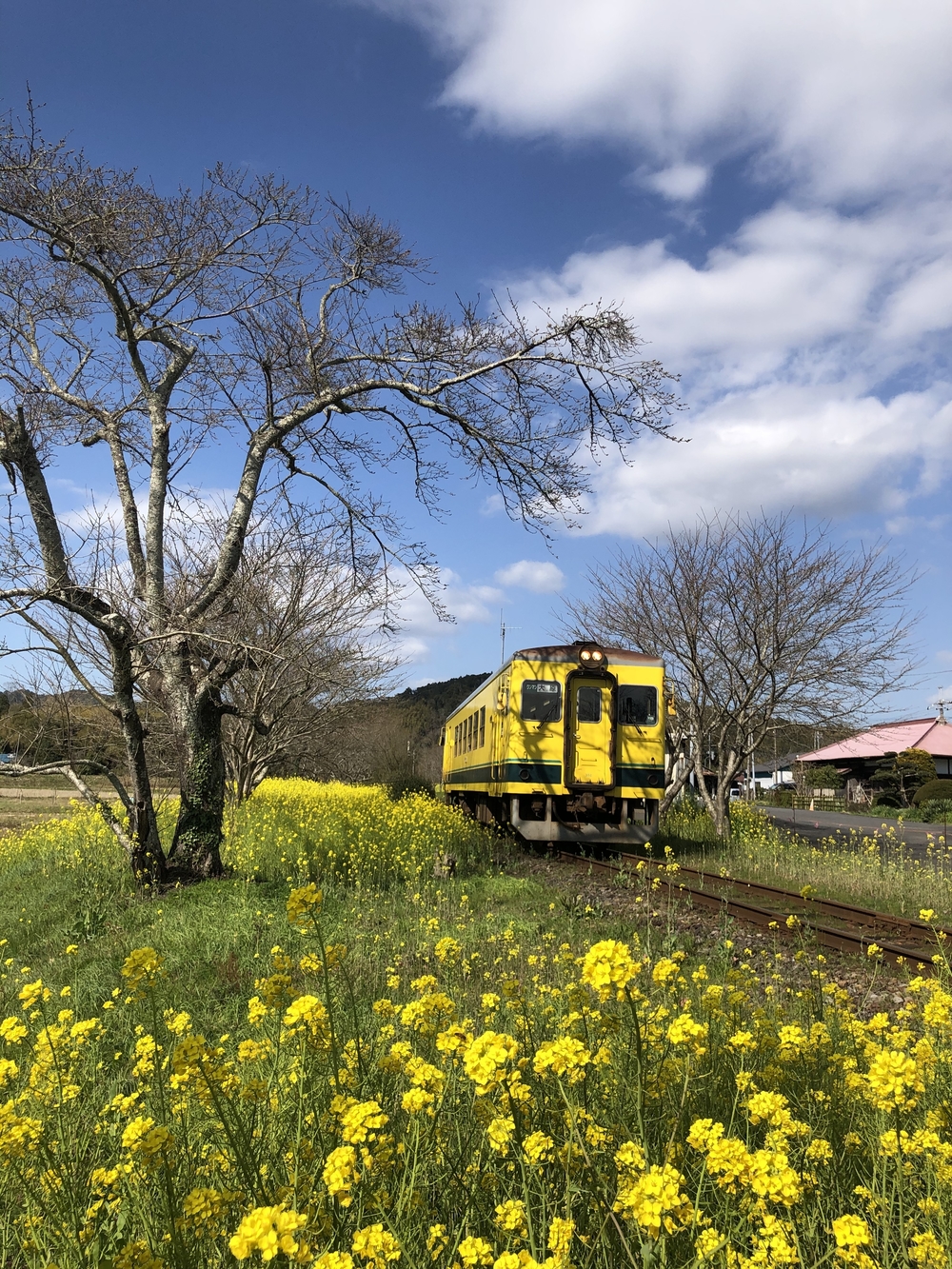 春爛漫♪いすみ鉄道菜の花Runの写真7