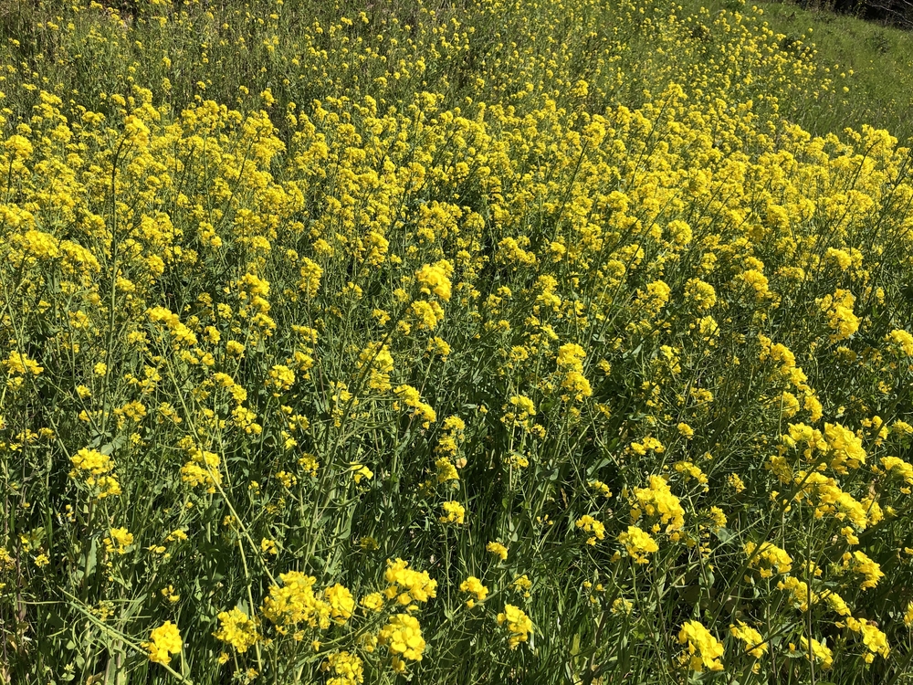 春爛漫♪いすみ鉄道菜の花Runの写真9