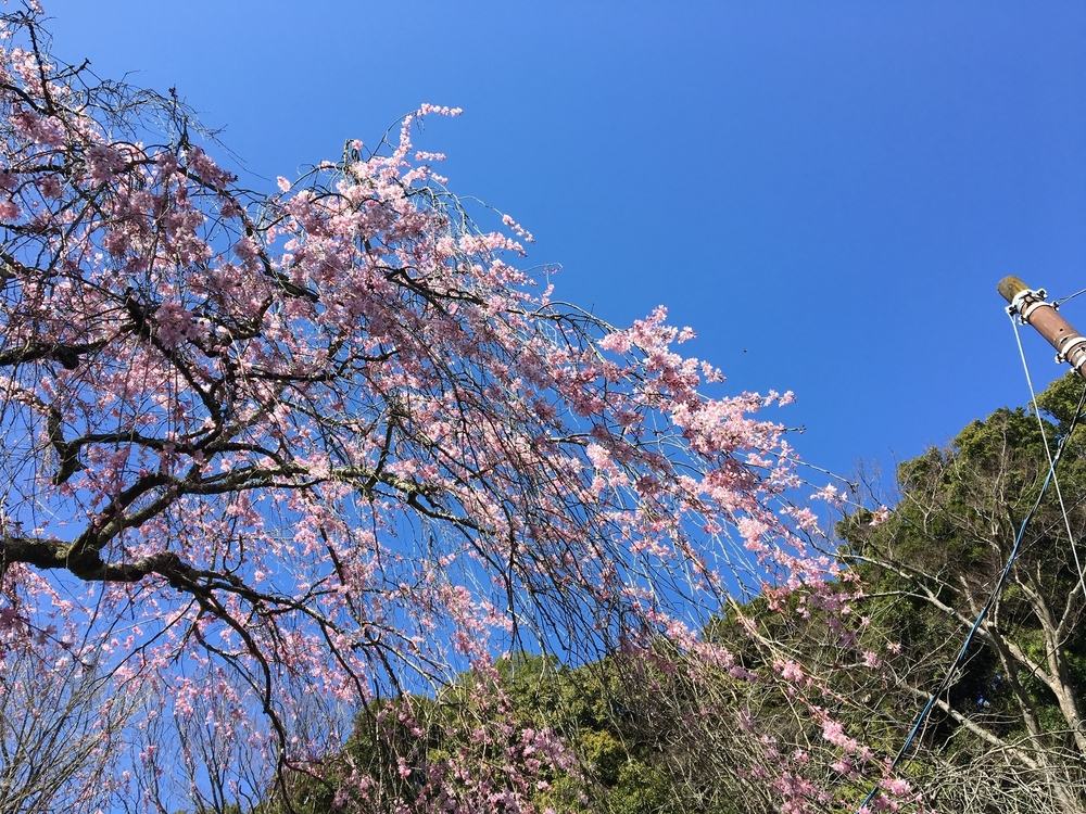 小田原駅から大平台往復。早雲寺と長興山の桜を交えて。の写真4