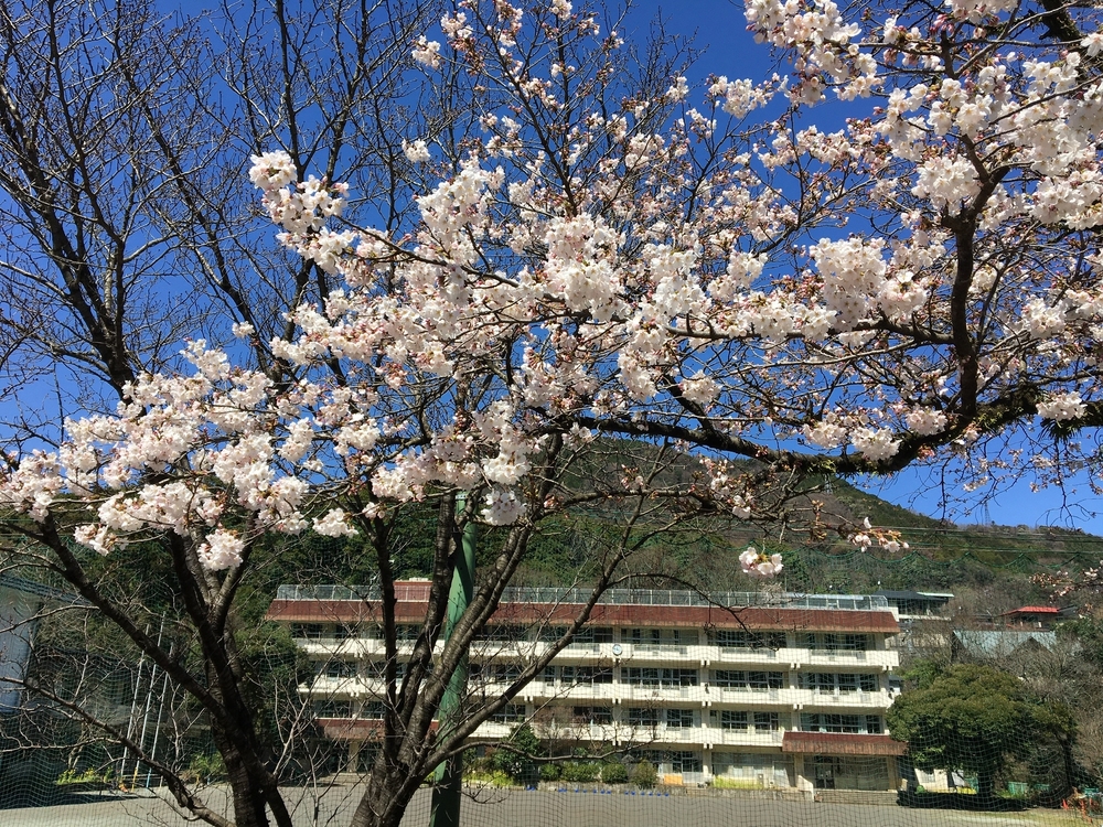 小田原駅から大平台往復。早雲寺と長興山の桜を交えて。の写真6