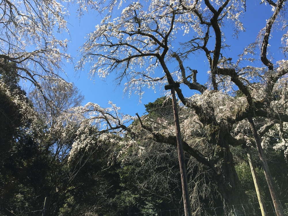 小田原駅から大平台往復。早雲寺と長興山の桜を交えて。の写真7
