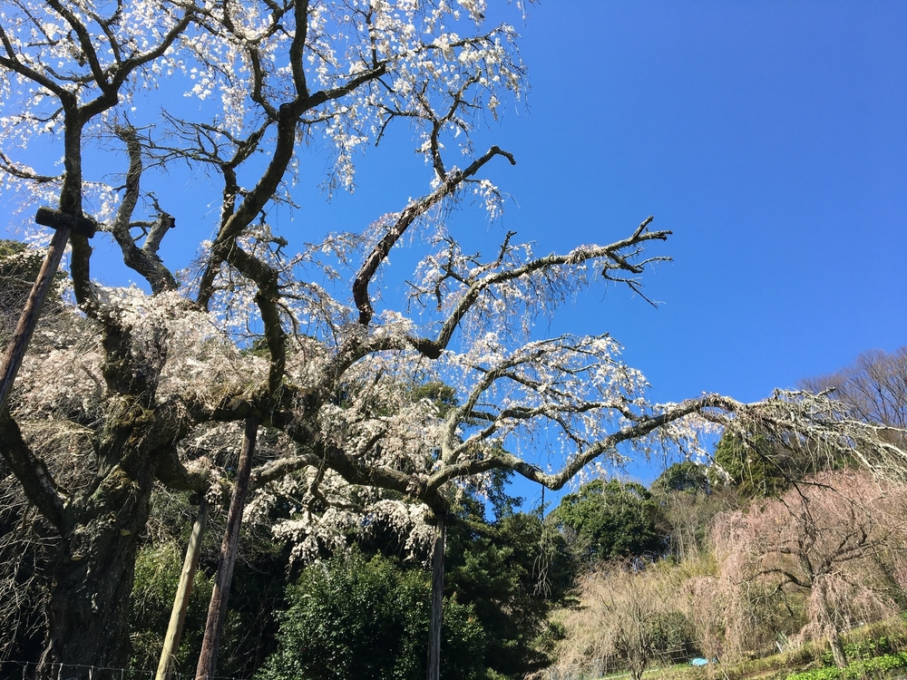 小田原駅から大平台往復。早雲寺と長興山の桜を交えて。の写真8