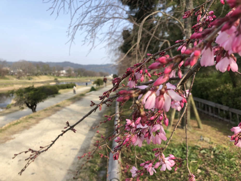 鴨川&東山の社寺を巡るの写真3