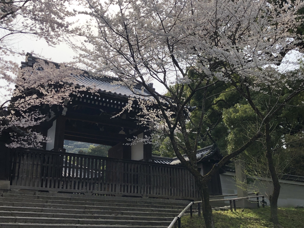 鴨川&東山の社寺を巡るの写真5