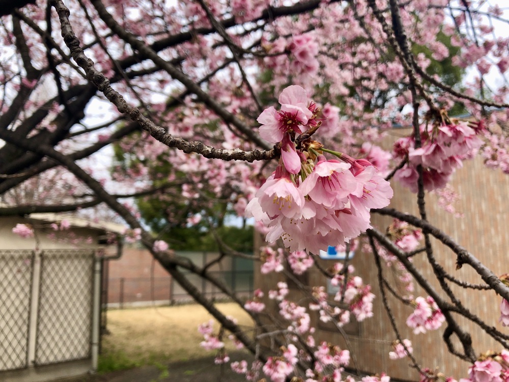 東京悶絶５０kmの写真3