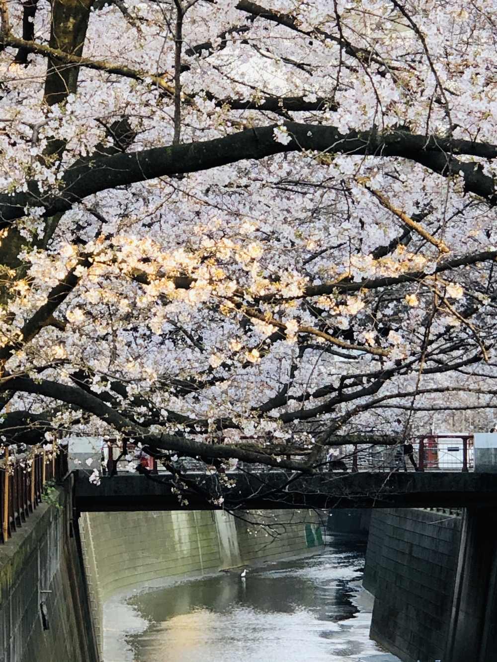 春を探しに。天空公園と目黒川の写真3