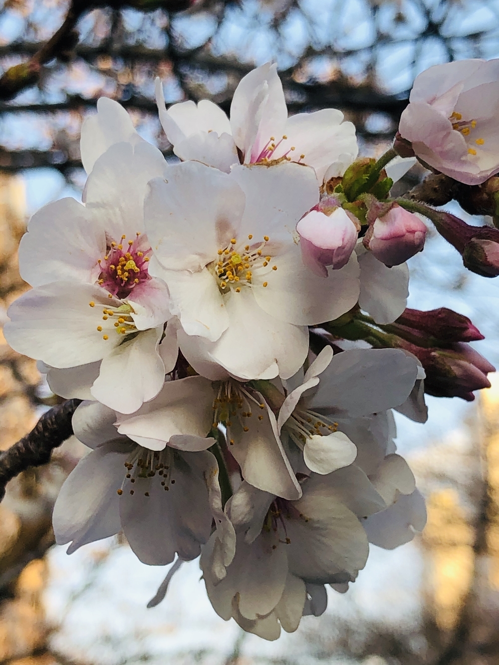 春を探しに。天空公園と目黒川の写真4