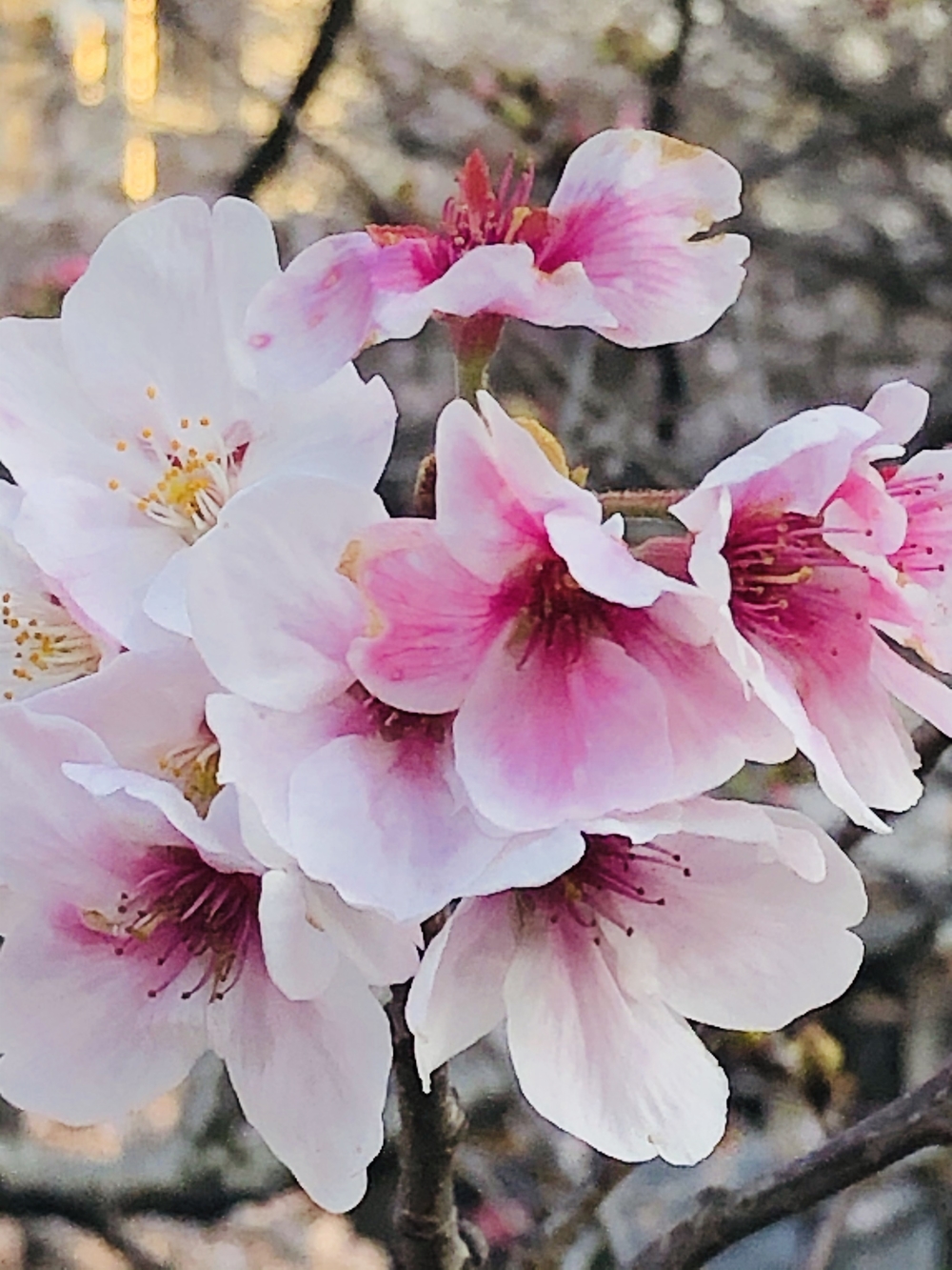 春を探しに。天空公園と目黒川の写真5
