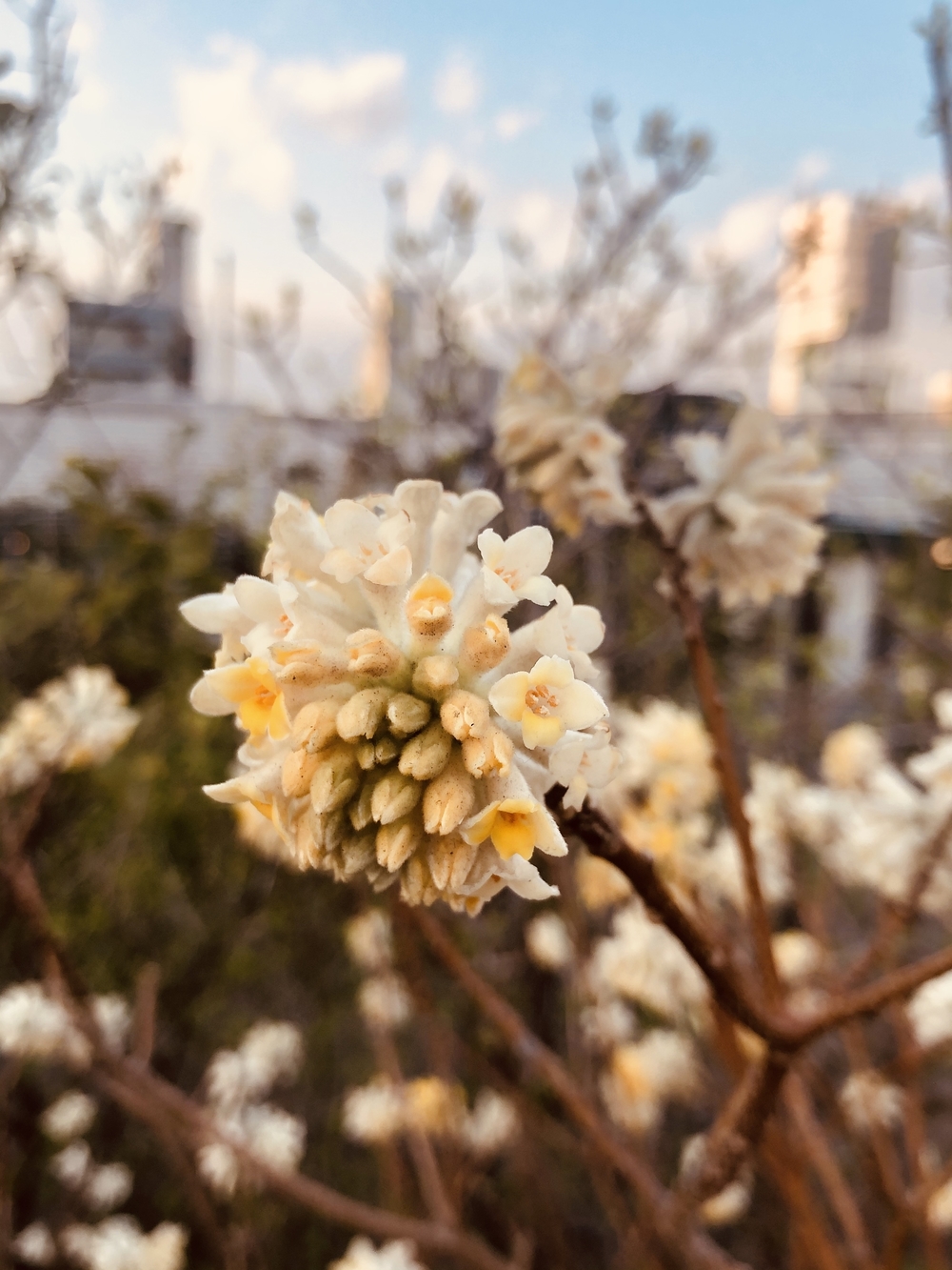 春を探しに。天空公園と目黒川の写真6