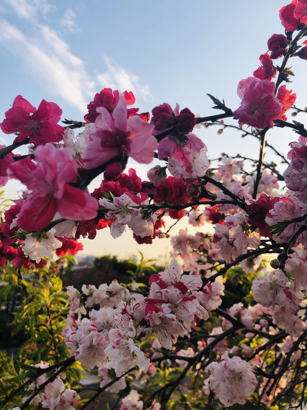 春を探しに。天空公園と目黒川の写真7