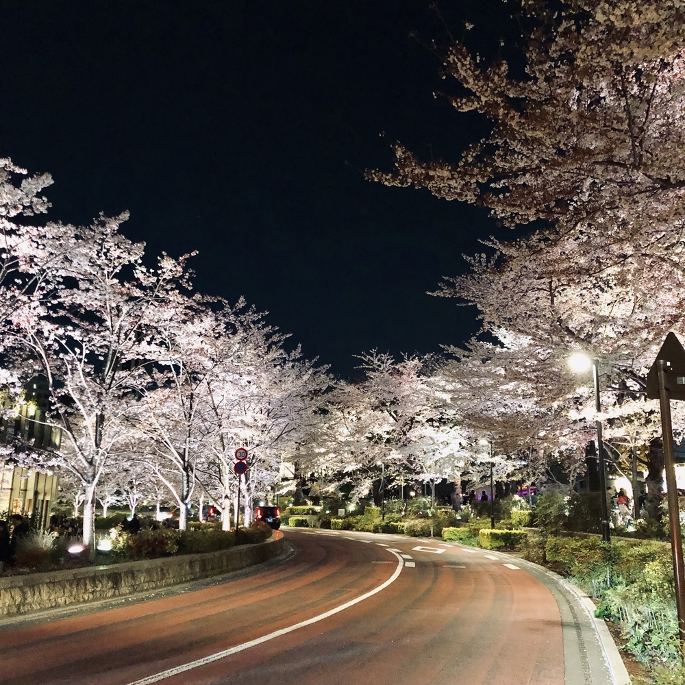 港区～都会の夜桜お花見ランの写真3