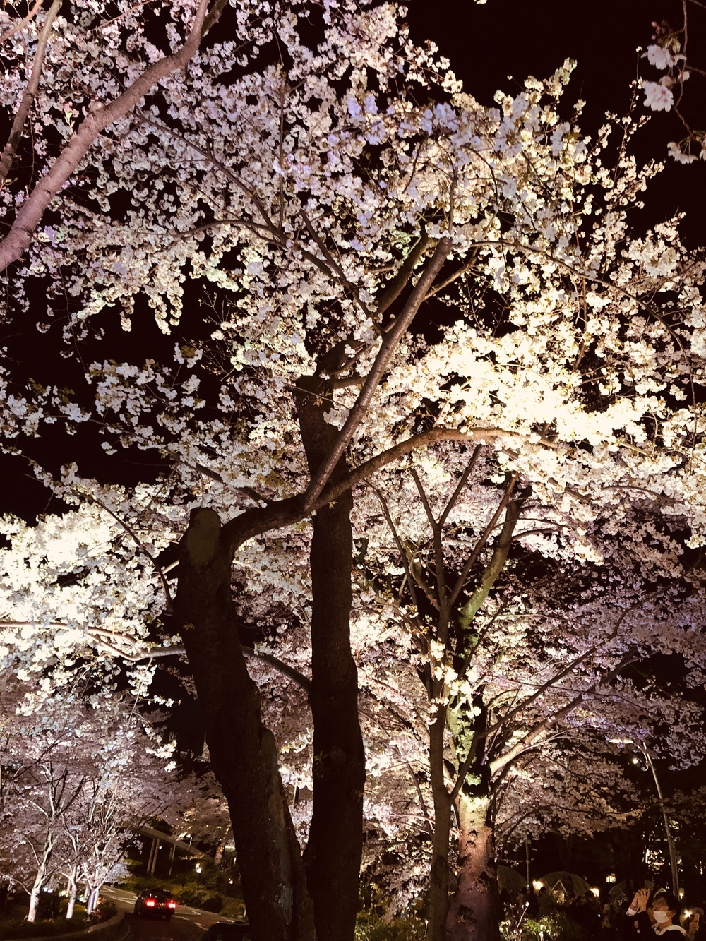 港区～都会の夜桜お花見ランの写真4