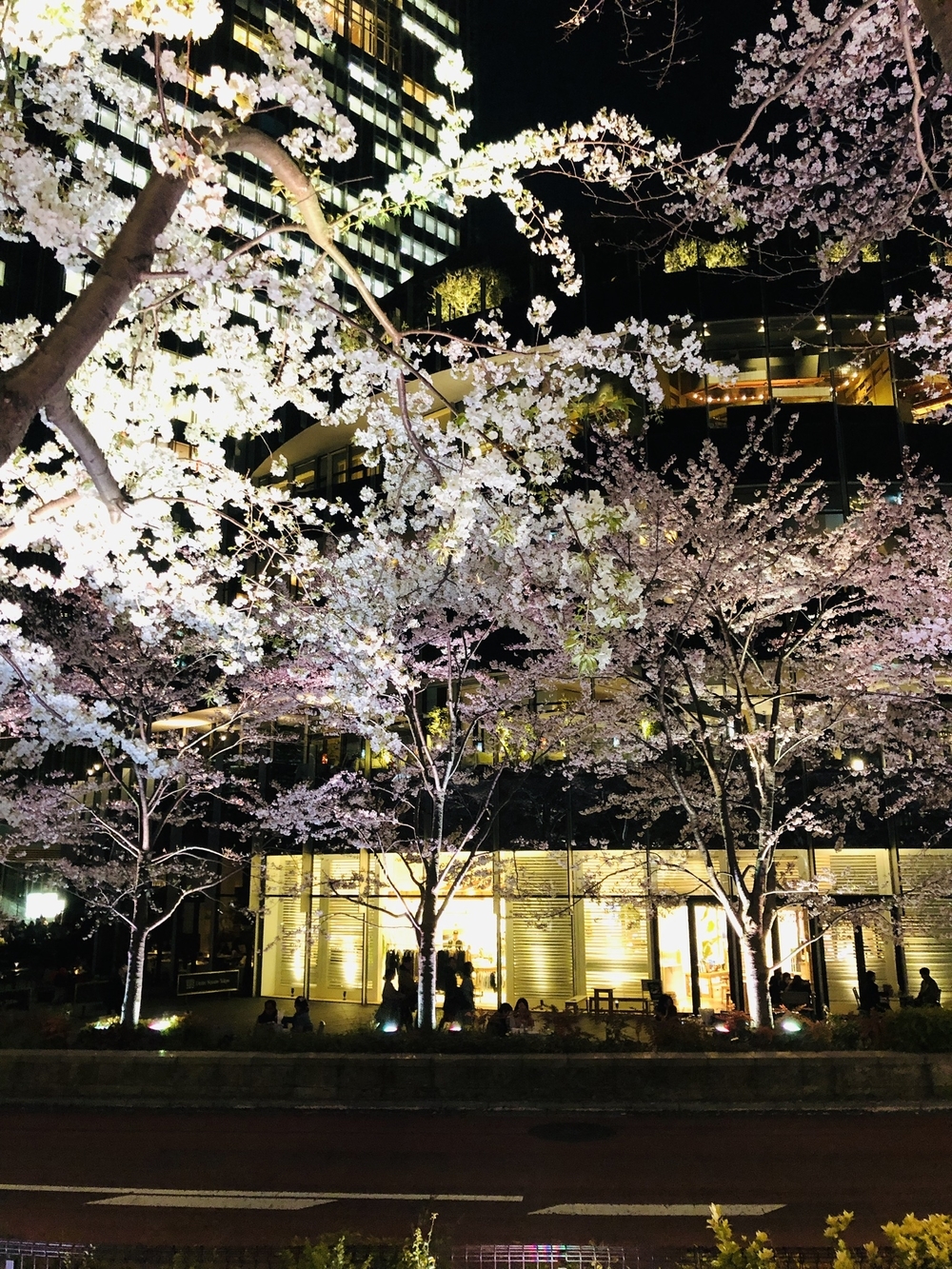 港区～都会の夜桜お花見ランの写真5