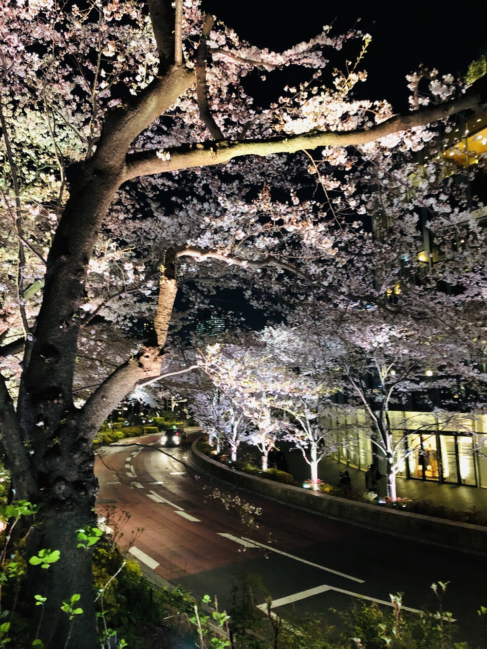 港区～都会の夜桜お花見ランの写真6