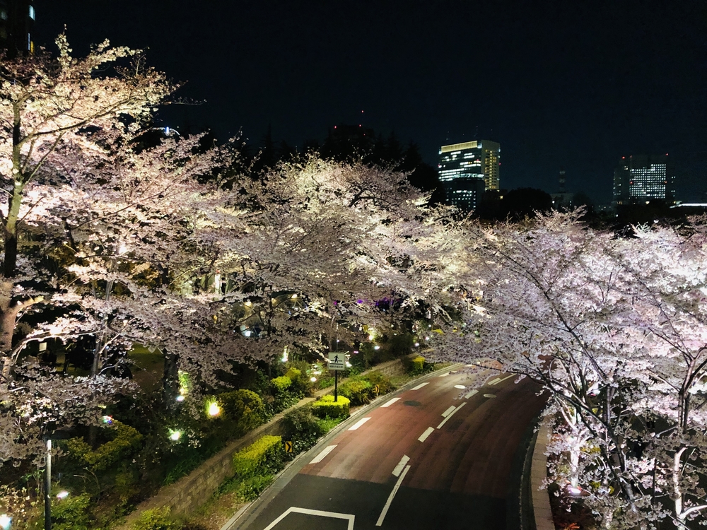 港区～都会の夜桜お花見ランの写真7