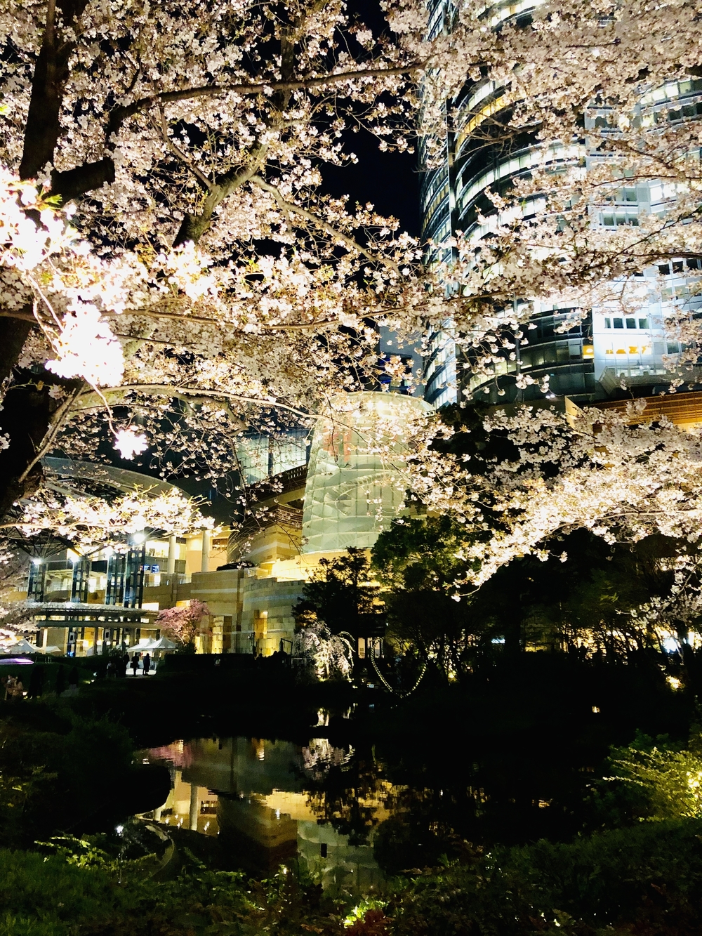 港区～都会の夜桜お花見ランの写真8