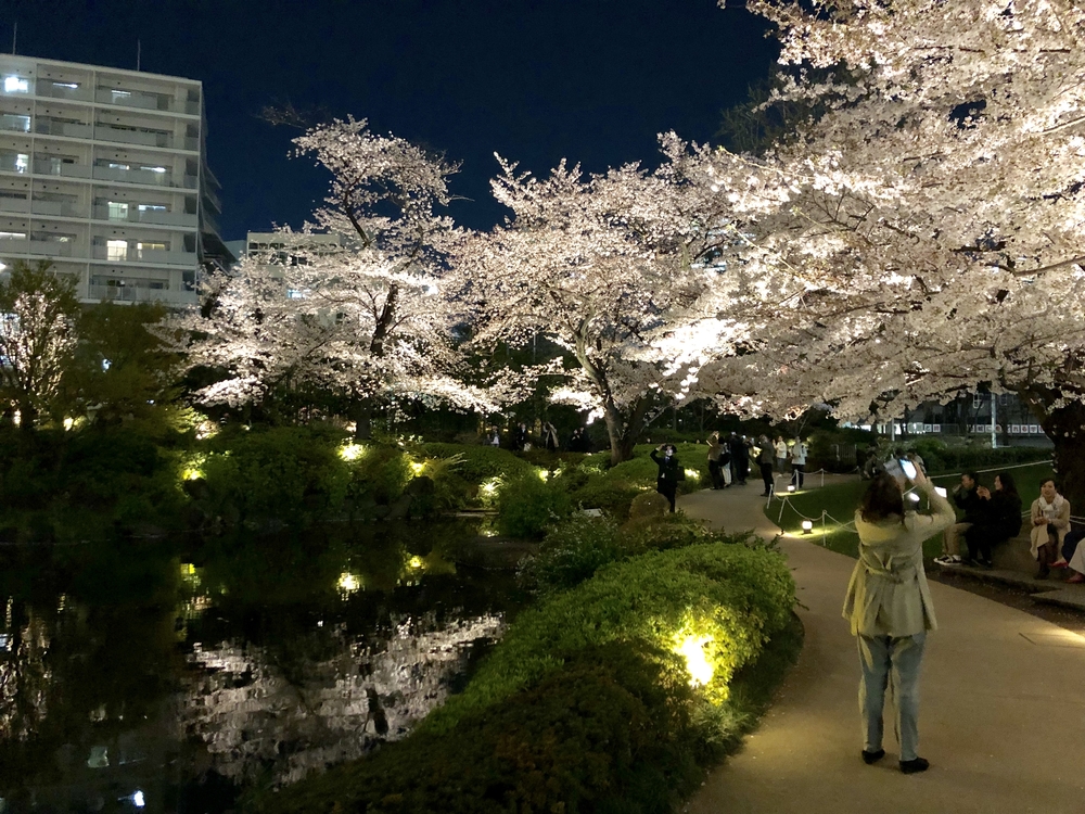港区～都会の夜桜お花見ランの写真10