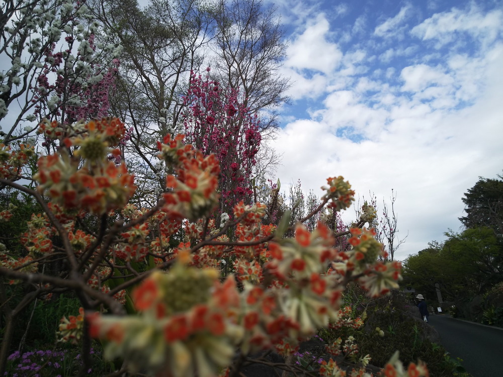 千本桜巡りランの写真3