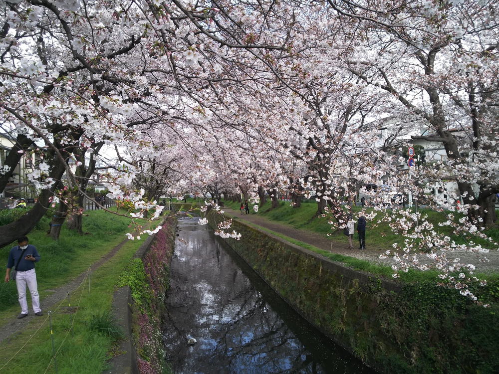 千本桜巡りランの写真4