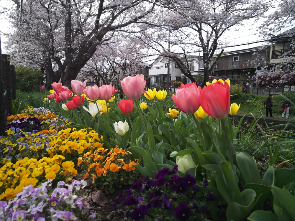 千本桜巡りランの写真5