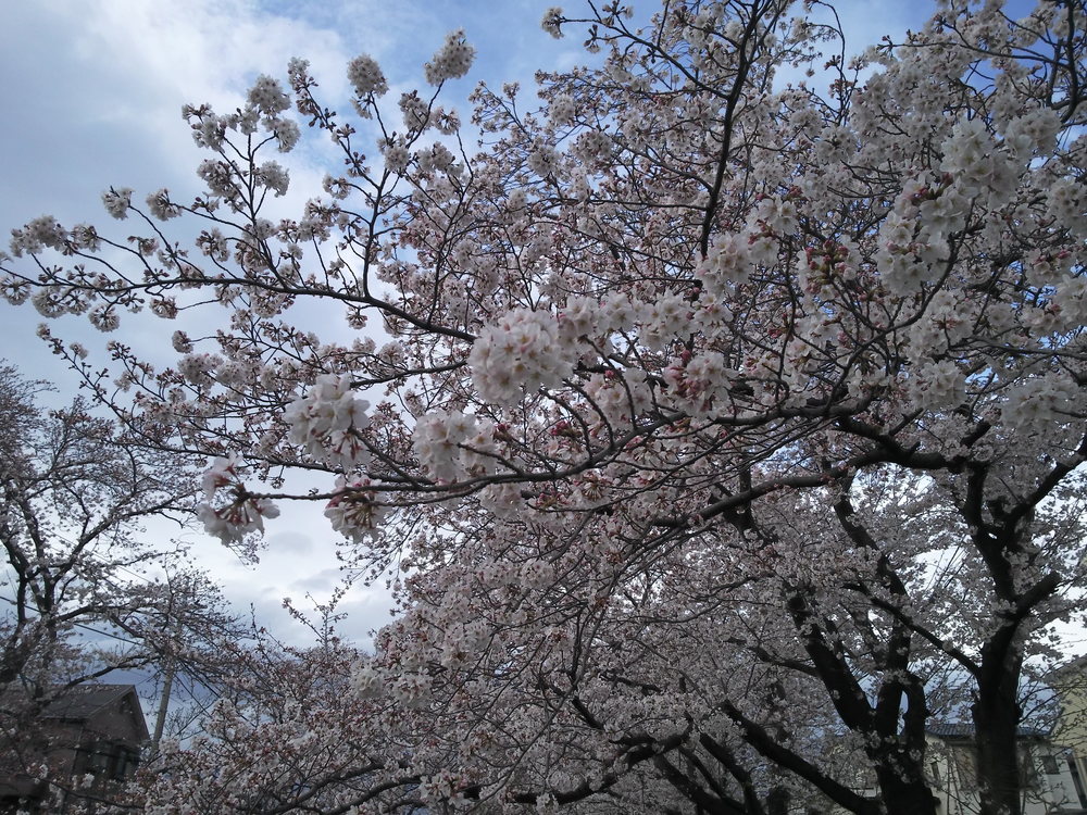 千本桜巡りランの写真6