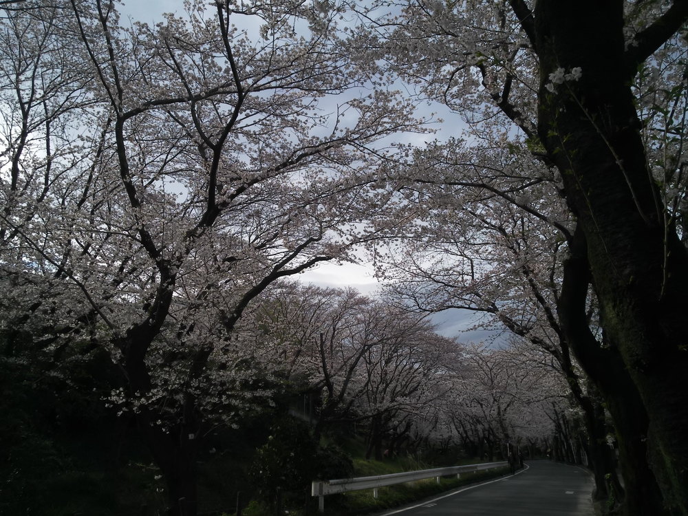 千本桜巡りランの写真7