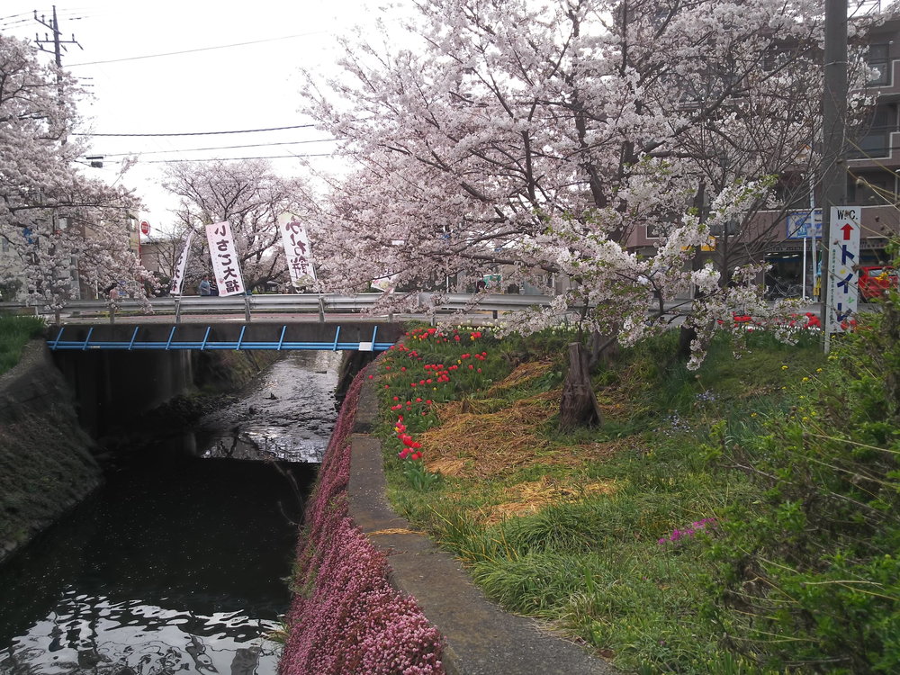 千本桜巡りランの写真9