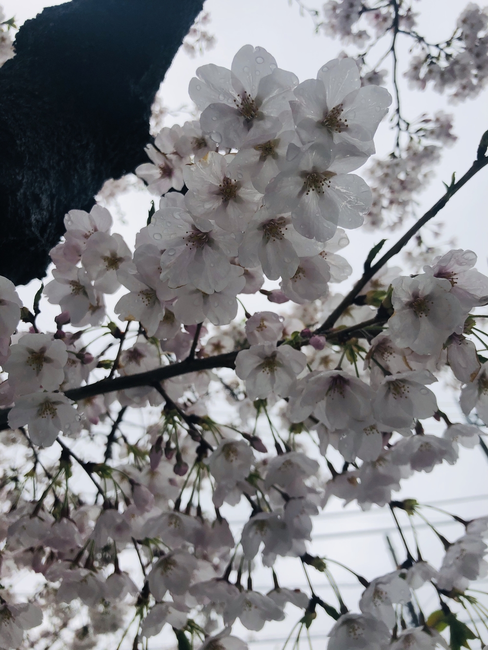 住宅街の２大桜並木通りでお花見らんの写真3