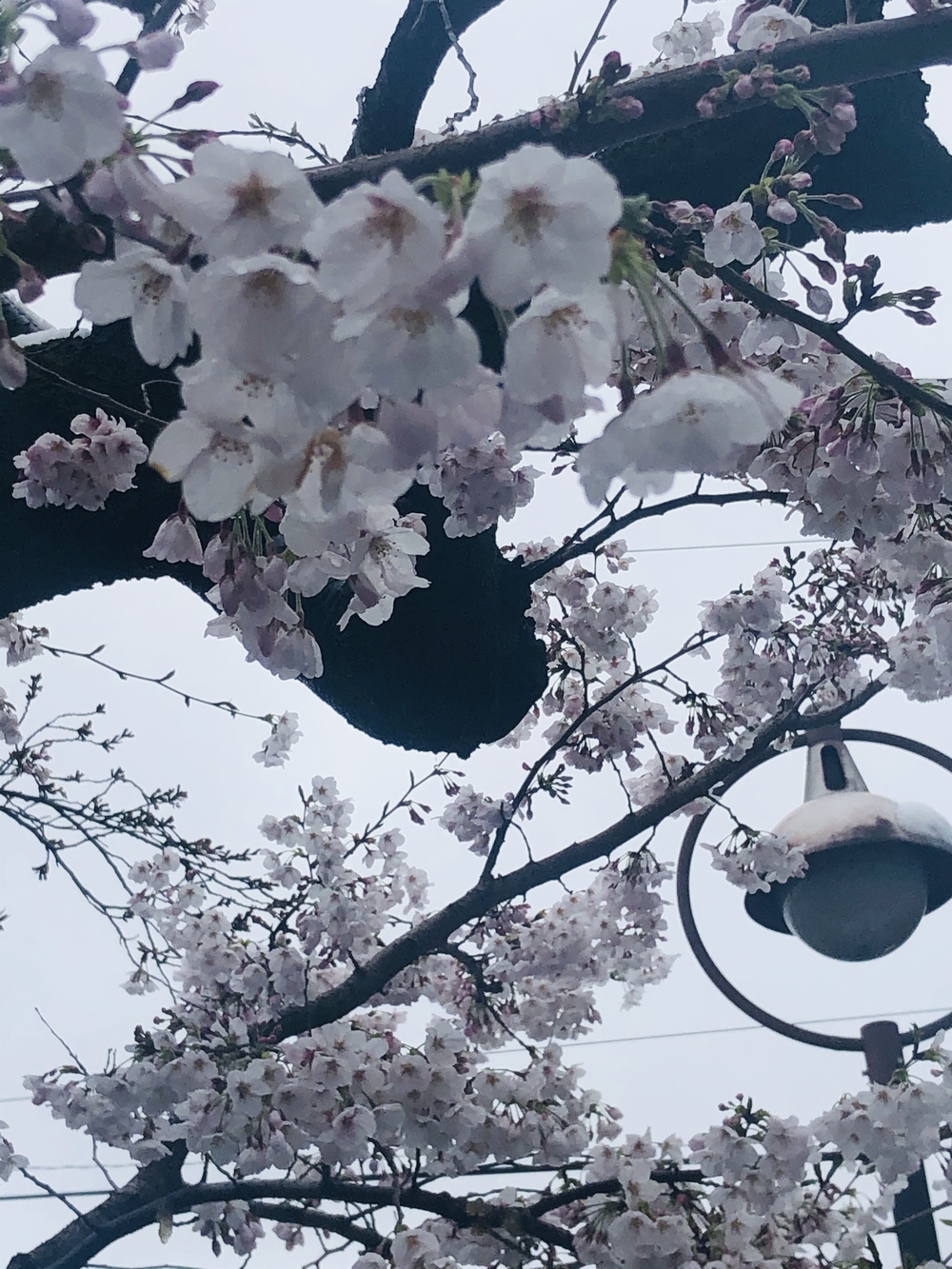 住宅街の２大桜並木通りでお花見らんの写真4