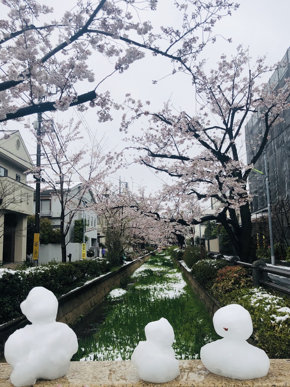 住宅街の２大桜並木通りでお花見らんの写真5