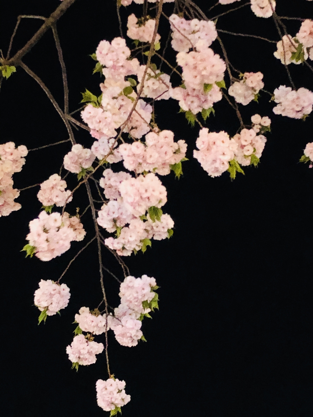 ソメイヨシノの後に楽しむ八重桜堪能コースの写真3