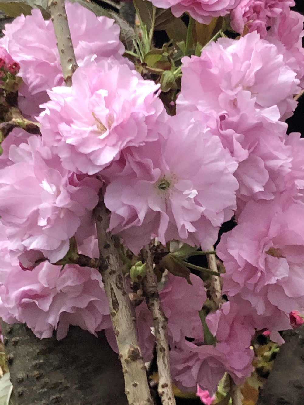 ソメイヨシノの後に楽しむ八重桜堪能コースの写真4